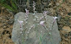 کلاه میرحسن اشکری